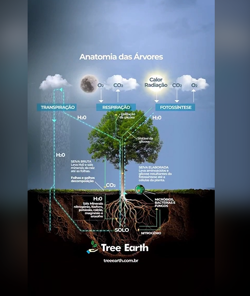 Tree Through Earth Tree earth